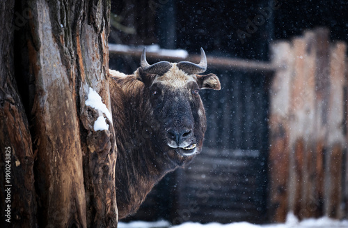 Indian Takin (Budorcas taxicolor taxicolor) standing in snow, looking around during snowfall. Wild mountain goat observing winter conditions, showing calm behavior, adaptation, and natural presence 