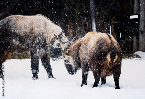 Two Indian Takins (Budorcas taxicolor taxicolor) males fighting in the snow. Wild mountain goats showing strength and dominance, winter behavior in a harsh snowy environment, wildlife survival concept