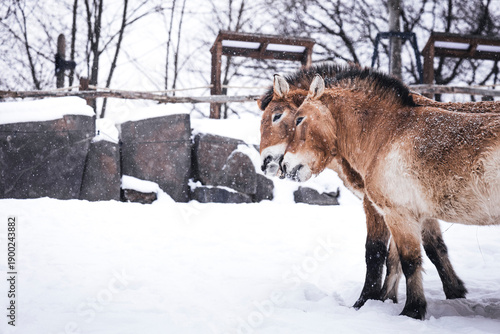 A Przewalski’s horse stallion and mare touching noses in a snowy enclosure. Tender moment between wild horses during snowfall, showing affection, natural behavior, and winter wildlife in cold conditio