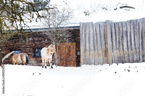 Young Przewalski’s horse standing in an outdoor enclosure at Prague Zoo during heavy snowfall. Rare wild horse breed in winter conditions, snow-covered habitat, wildlife conservation and cold climate 