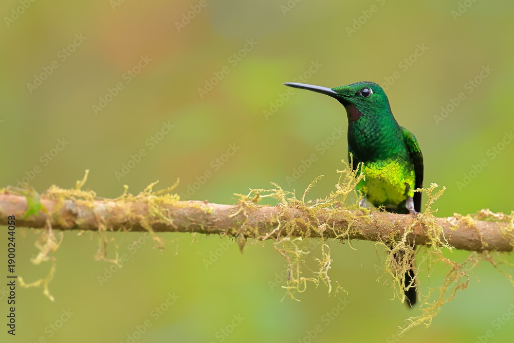 Fototapeta premium Empress brilliant, Heliodoxa imperatrix, Ecuador