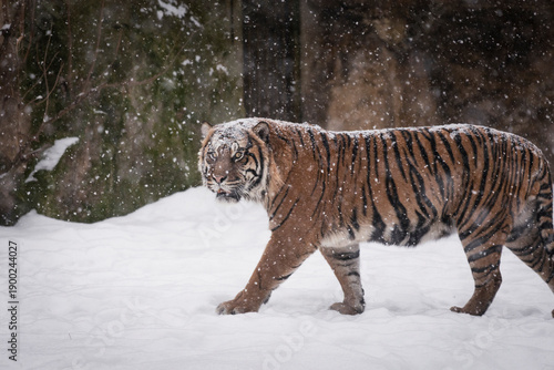 Sumatran tiger running in heavy snow at Prague Zoo. Majestic wild cat in winter conditions, showcasing agility, power, and rare endangered species in a snow-covered enclosure.