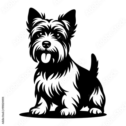 Silky Terrier Dog