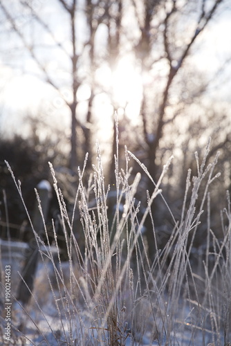 Wallpaper Mural Frozen grass in a snow-covered field in Ontario, Canada. Torontodigital.ca