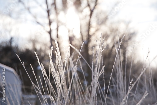 Wallpaper Mural Frozen grass in a snow-covered field in Ontario, Canada. Torontodigital.ca