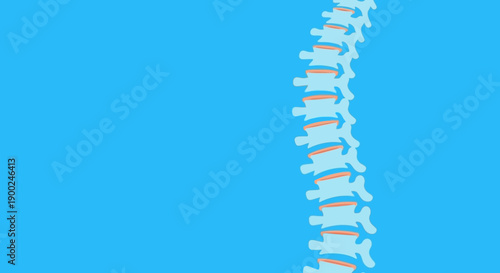 Human spine vector illustration on blue background, medical anatomy diagram, vertebral column for healthcare design