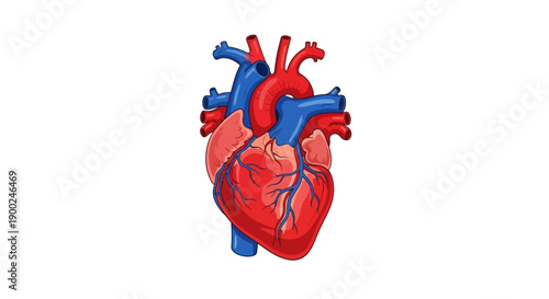 Human heart anatomy vector illustration, red and blue arteries, medical diagram, isolated on white