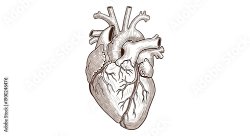 Human heart anatomy sketch vector illustration, hand-drawn medical organ isolated on white