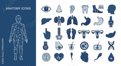 Human anatomy vector icons set: organs, body parts, skeleton, senses, cells. Medical illustration for health, science, education, app UI, website.