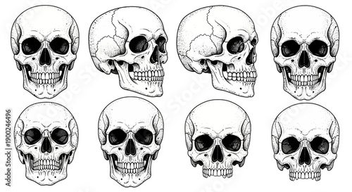 Human skull vector illustration set, front and profile views, detailed anatomical drawing, black and white isolated on white