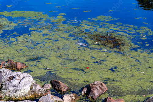 Photography Garbage in standing water pond
