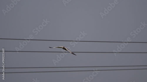 Wallpaper Mural A male western marsh harrier (Circus aeruginosus) flying flying between electricity wires in early spring - slow motion Torontodigital.ca