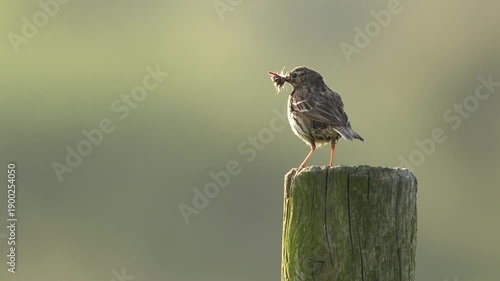 Wallpaper Mural An adult meadow pipit (Anthus pratensis) with insects in its beaks and flying away. Torontodigital.ca