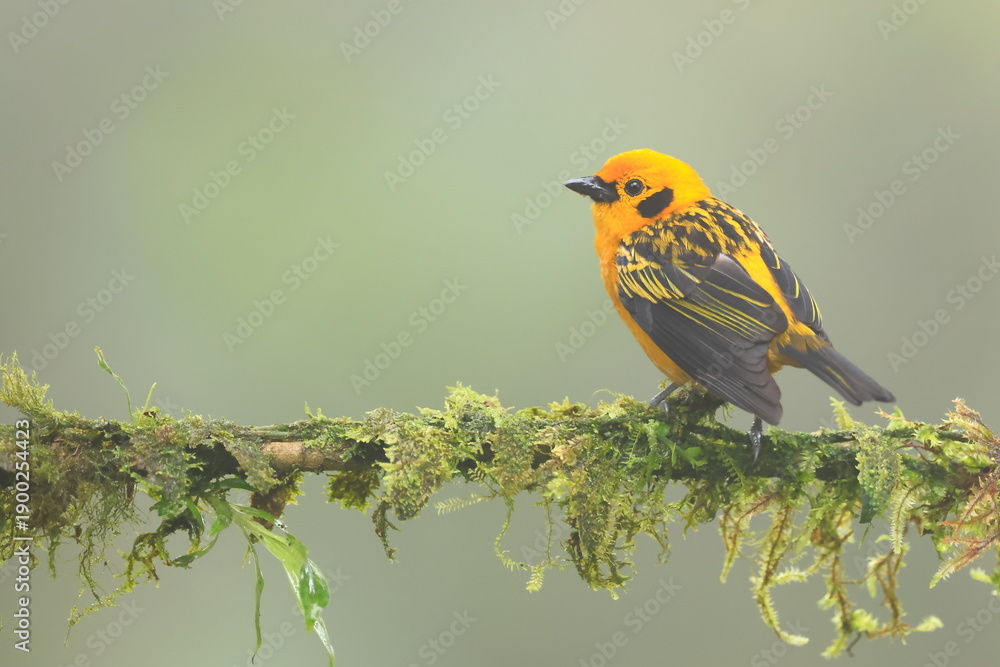 Obraz premium Golden tanager, Tangara arthus, Ecuador