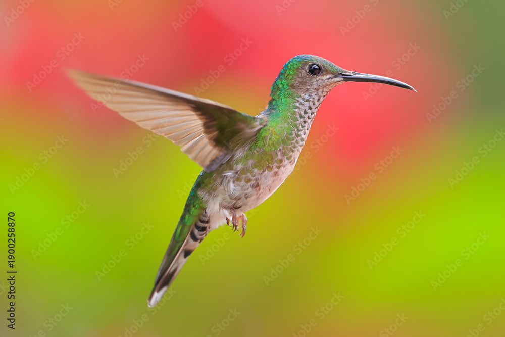 Obraz premium White necked jacobin, Florisuga mellivora, Ecuador