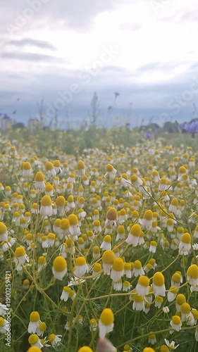 Wild chamomile flowers blooming in a meadow at dusk