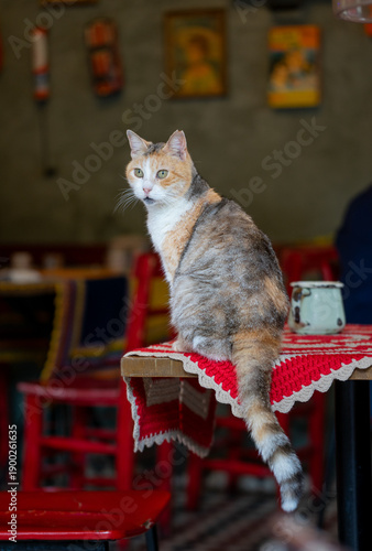 A calico cat sits calmly on a table inside a cozy café in Istanbul. The warm interior and colorful chairs create a charming atmosphere of everyday city life.