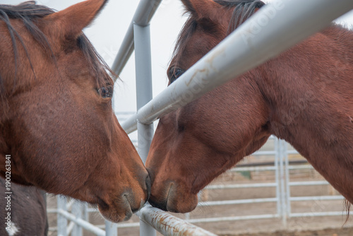 Quadro em tela two horses sniffing each other with steel or metal  pipe fencing between them  p