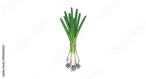 Single tied bunch of crisp green onions (scallions) with white roots, ready for chopping and culinary use.