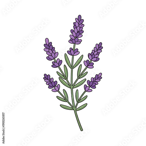 Lavender sprig with purple flowers and green stem.