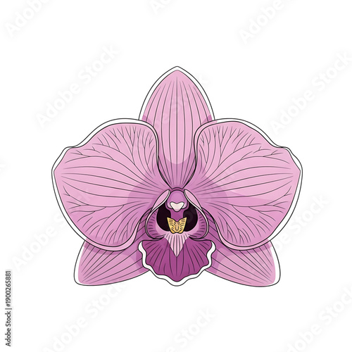 Pink orchid flower with delicate petals.

