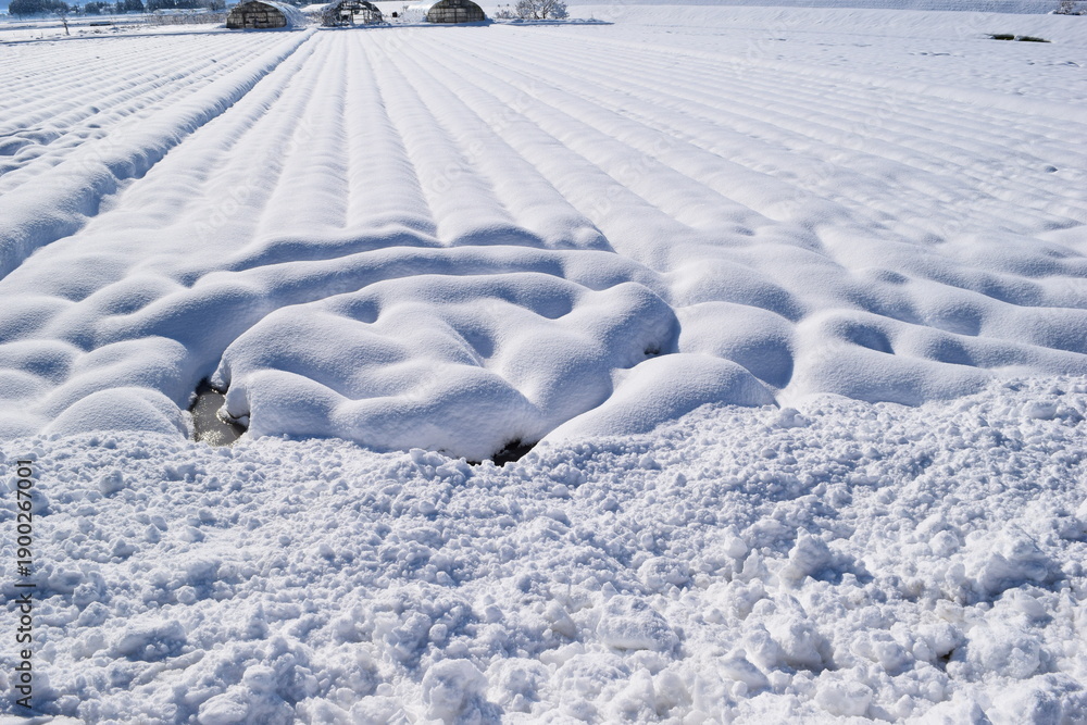 Obraz premium 雪が積もった水田 山形県