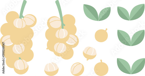 Freshly picked longan fruit vector elements showcasing sweet tropical produce, complete with lush green leaf accents for design projects