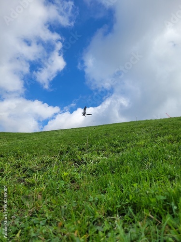 green field and blue sky
