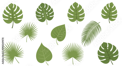 Assortment of fresh green tropical leaves, including monstera and palm fronds, isolated on a clean white background.