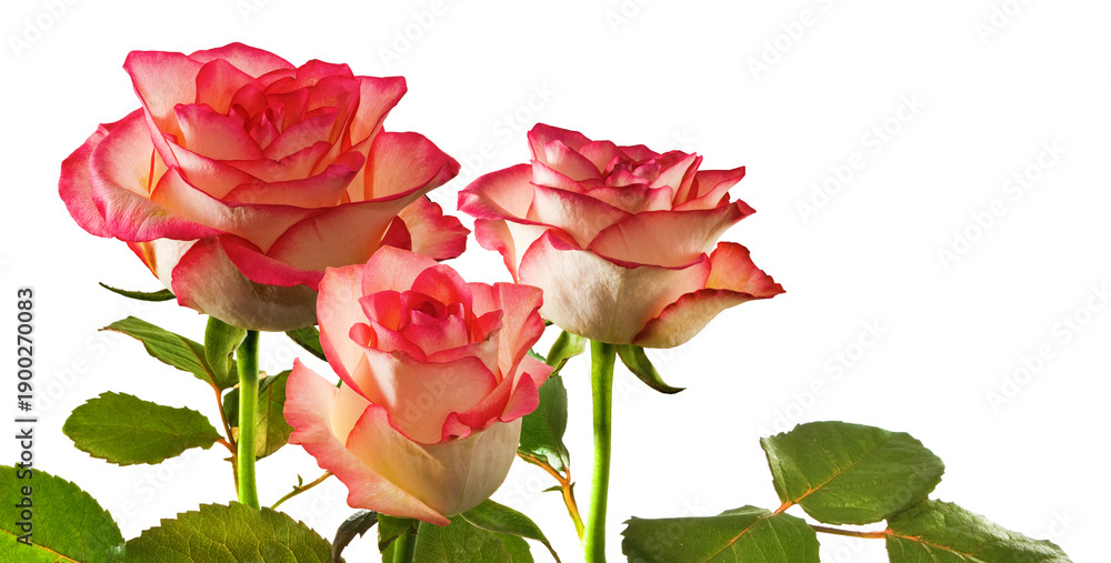 Obraz premium Three pink roses arranged with green leaves on a white background