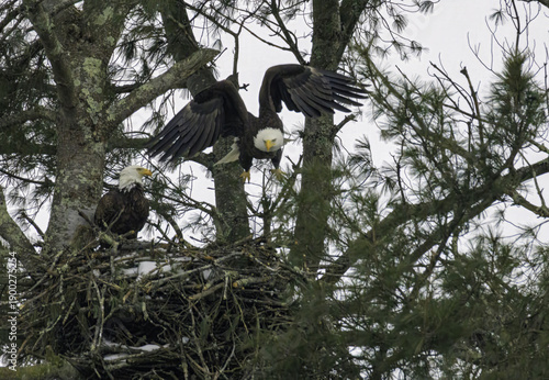 Bald Eagles Nesting