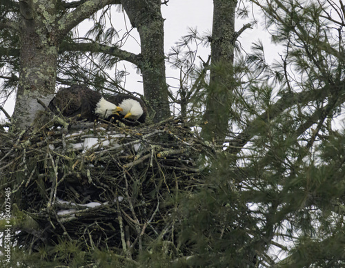 Bald Eagles Nesting
