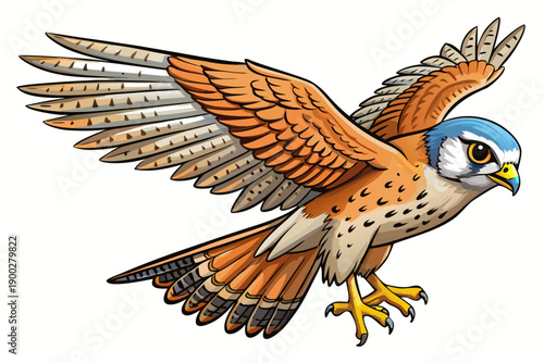 Falcon in flight alighting gracefully lone bird isolated on white backdrop species Lesser Kestrel Falco naumanni detailed wings wildlife stock photography