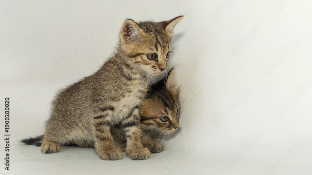 Fototapeta premium Cute Little Kittens in Various Poses on Studio Background