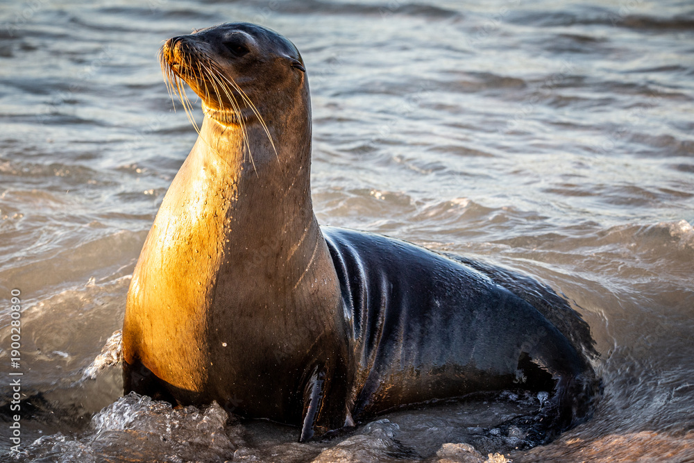 Obraz premium Zalophus wollebaeki (Galápagos-sea-lion) female