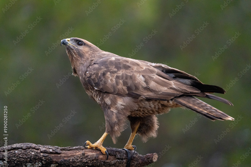 Fototapeta premium Common buzzard (Buteo buteo) photographed in Spain