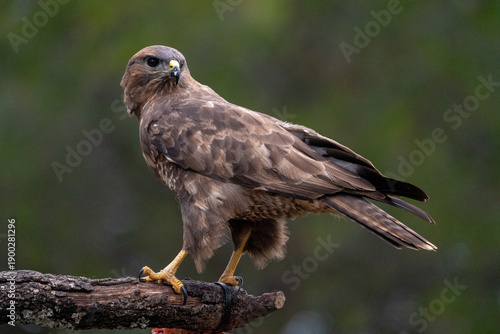 Common buzzard (Buteo buteo) photographed in Spain