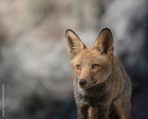 Red Fox Portrait with Alert Expression, Wildlife in Natural Habitat