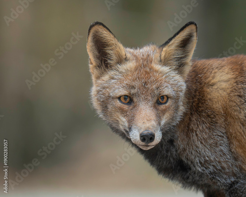 Red fox head portrait looking at camera with bokeh background