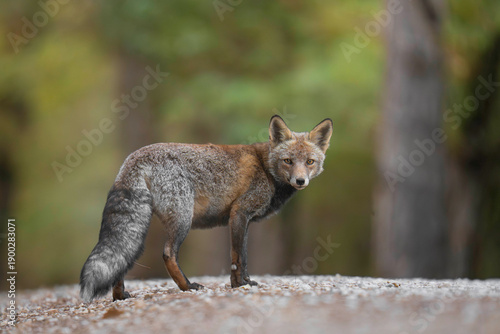 Wild red fox standing on forest path looking back at viewer