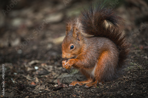 European red squirrel (Sciurus vulgaris) in a natural deciduous forest habitat. The squirrel is seen foraging, climbing tree trunks, and moving across moss-covered logs and leaf litter.