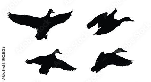Four duck silhouettes in various flight poses a striking visual silhouette