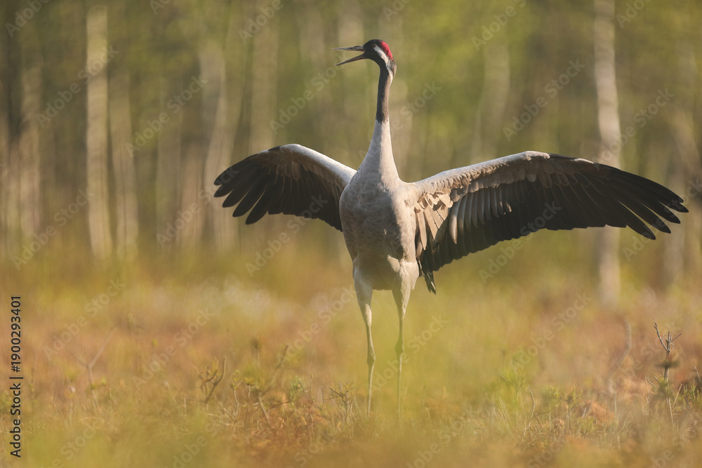 Obraz premium Żuraw (Grus grus), crane