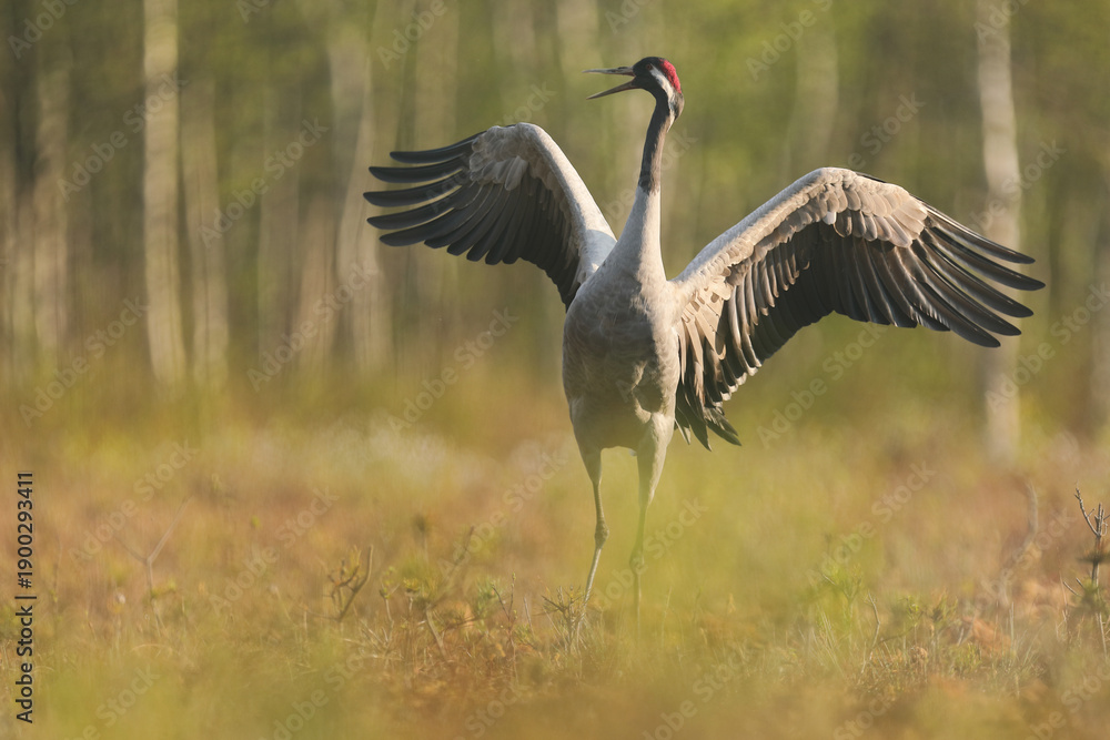 Fototapeta premium Żuraw (Grus grus), crane