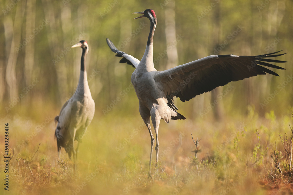 Fototapeta premium Żuraw (Grus grus), crane