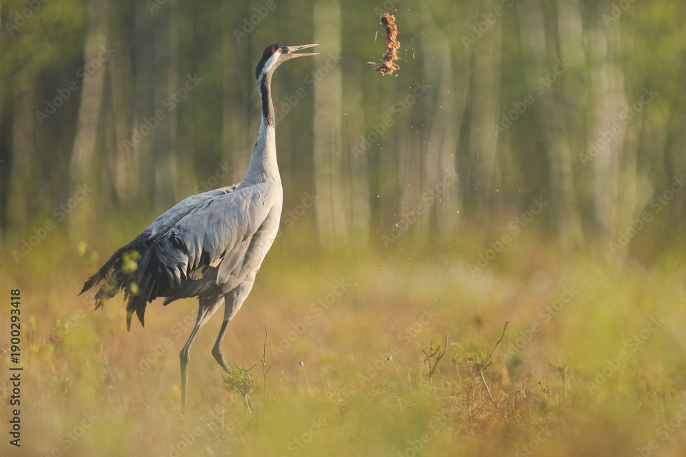 Fototapeta premium Żuraw (Grus grus), crane