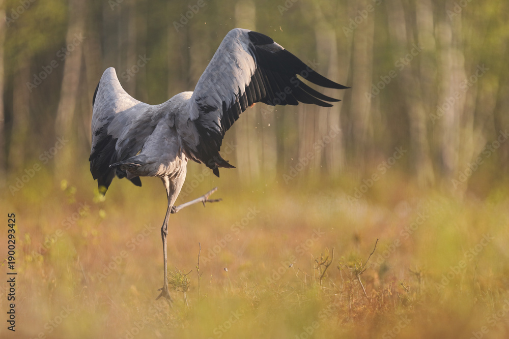 Fototapeta premium Żuraw (Grus grus), crane