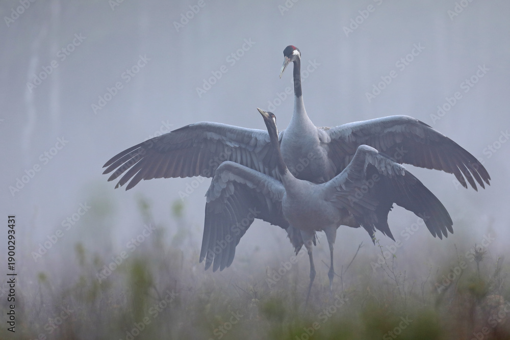 Fototapeta premium Żuraw (Grus grus), crane
