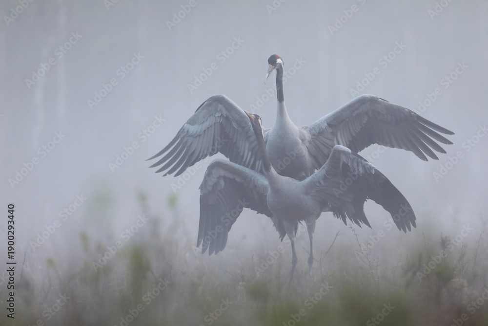 Fototapeta premium Żuraw (Grus grus), crane