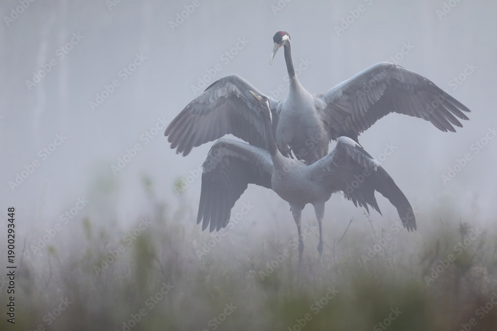 Fototapeta premium Żuraw (Grus grus), crane
